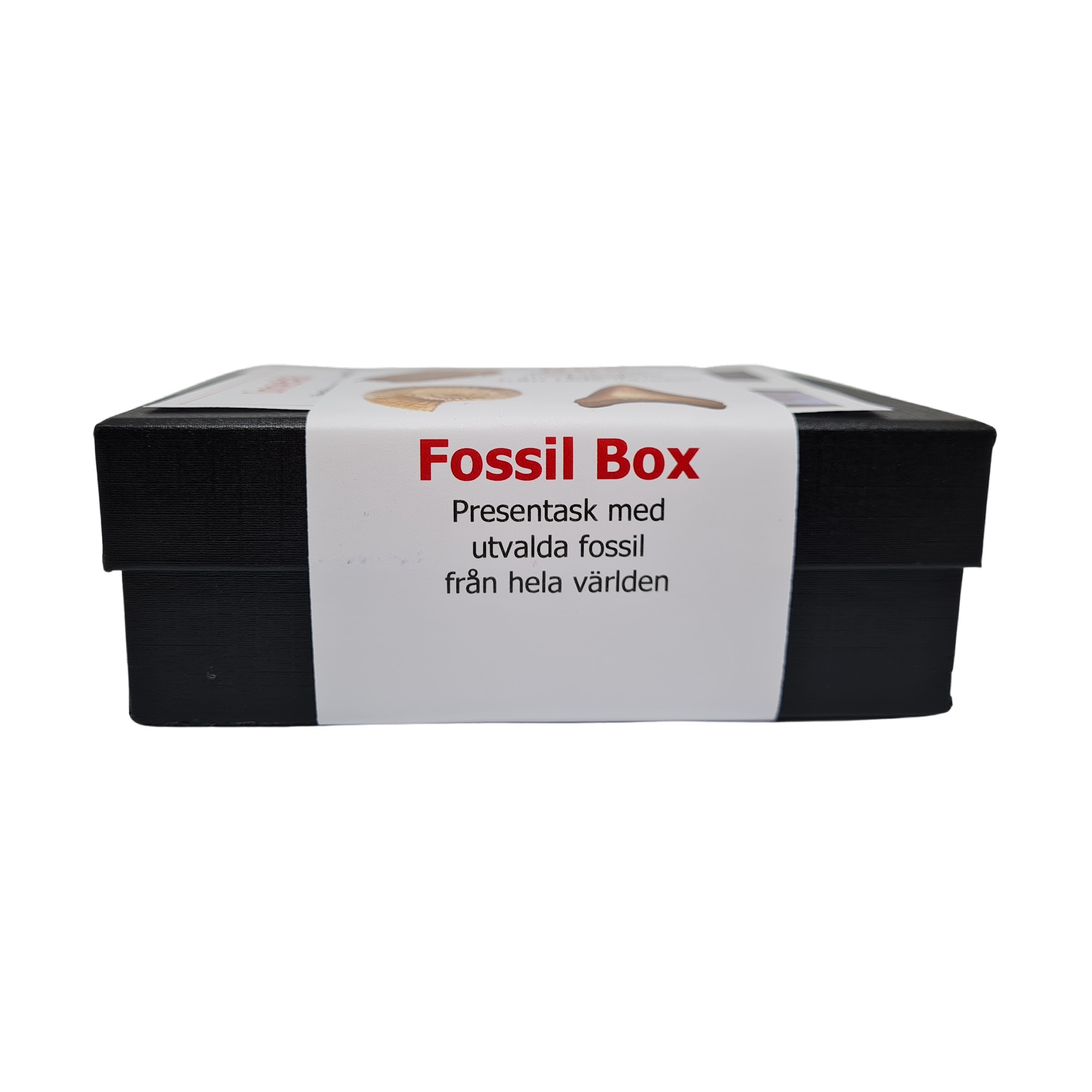 Fossilbox