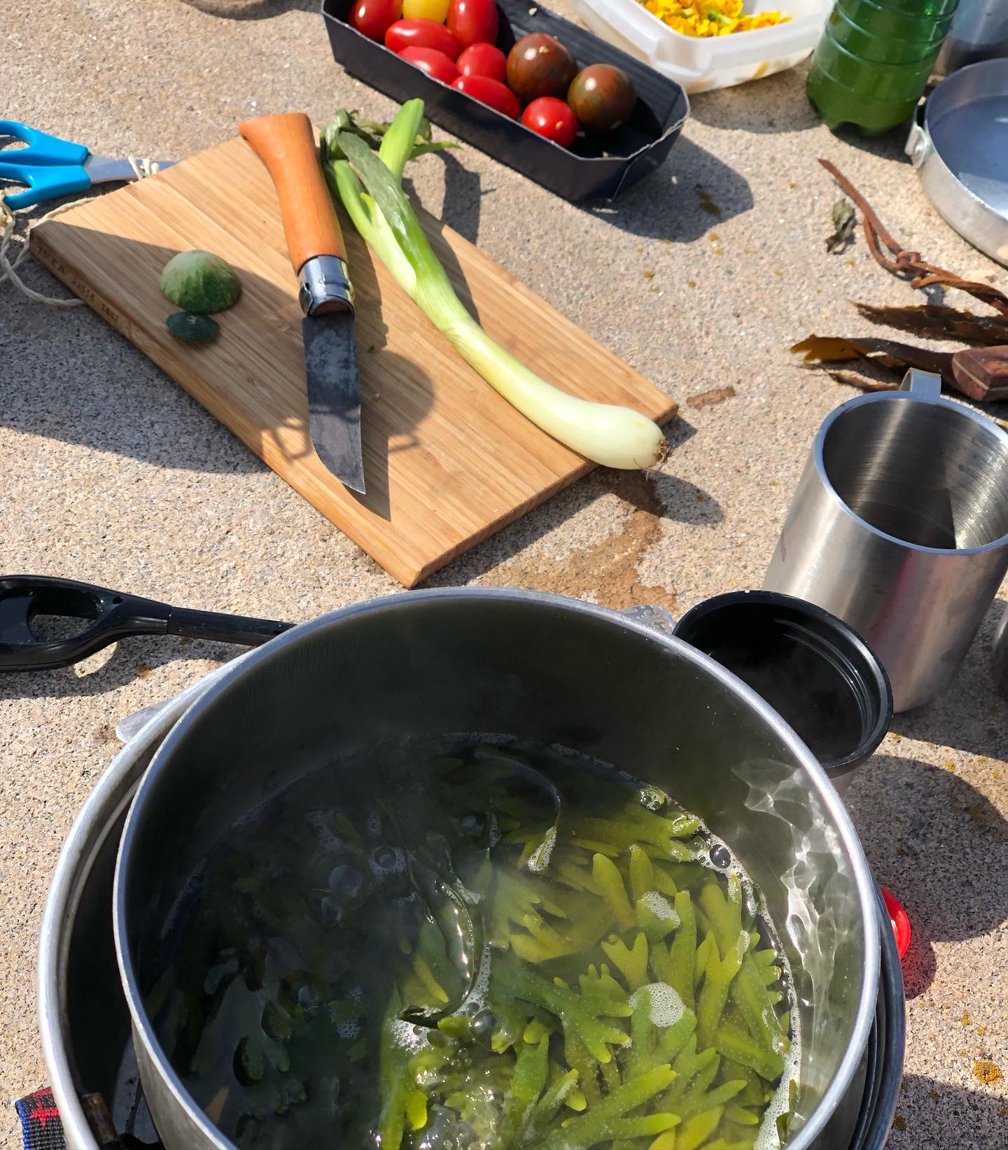 Tångsafari med smakprovslunch