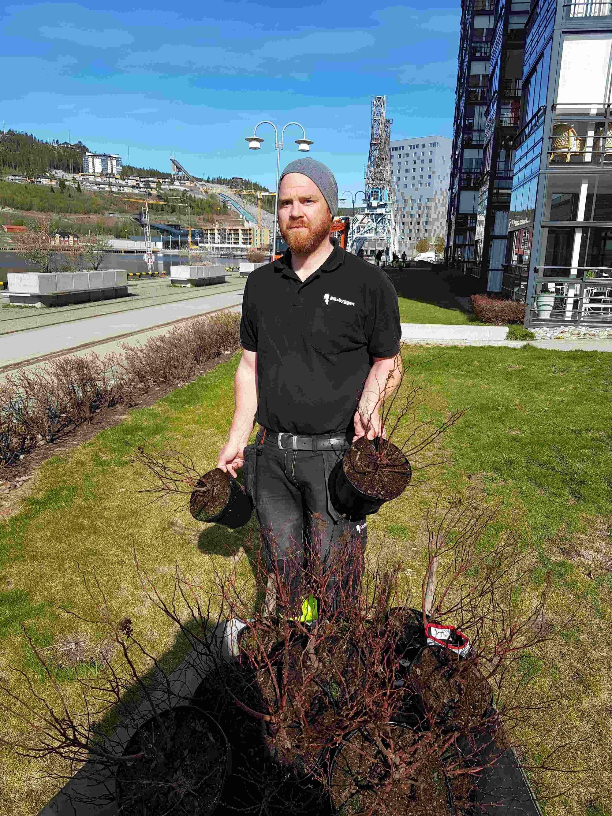 Markus Vestin från Riksbyggen med brudspireaplanten. Totalt sattes 240 st häckplant.