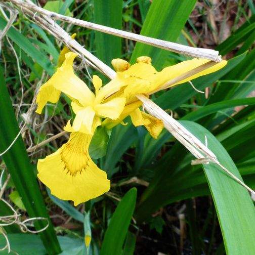 Die gelbe Iris ist besonders geschützt & zieht sehr feuchte Biotope vor. © boreal:mind