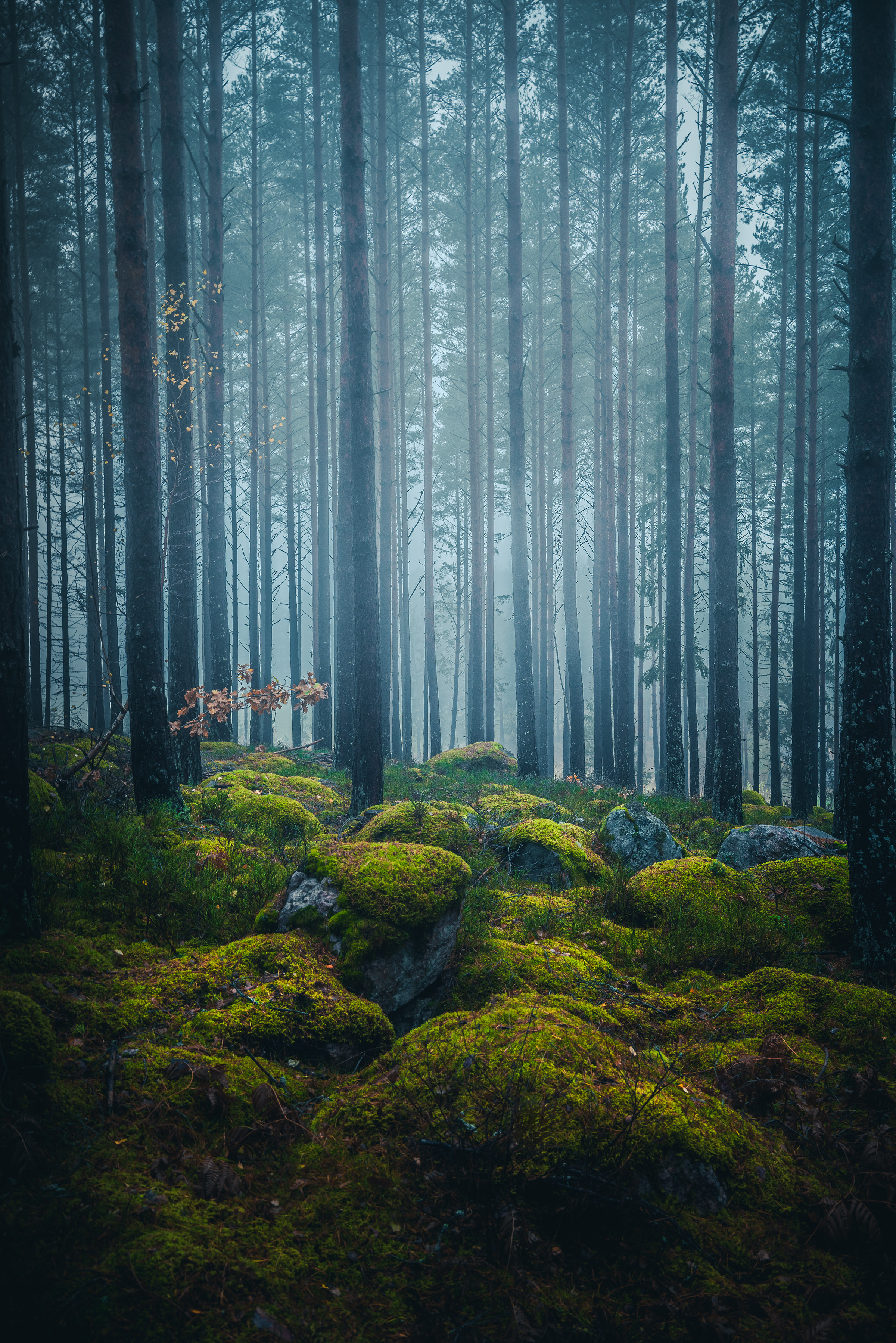 dimmig skog i östergötland
