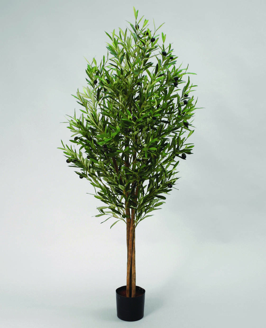 Olive Tree 110cm