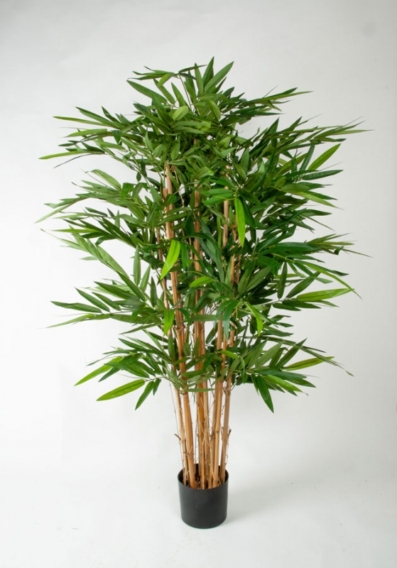 New Bamboo 135cm