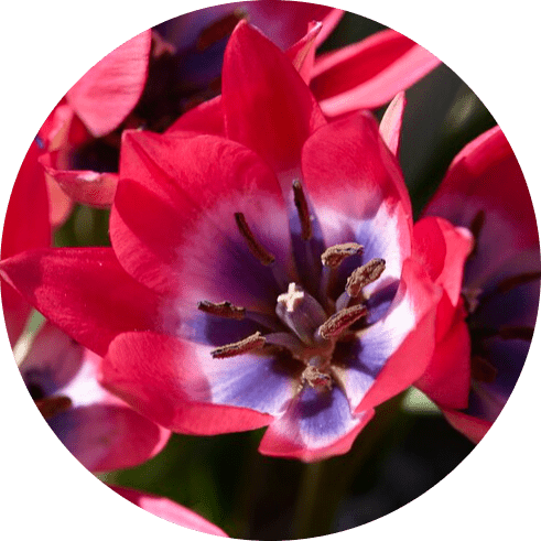 Botanisk/Vilda tulpan, Little beauty, 10 lökar