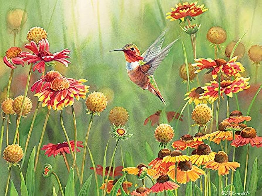 500 Bitar - Rufous Hummingbird