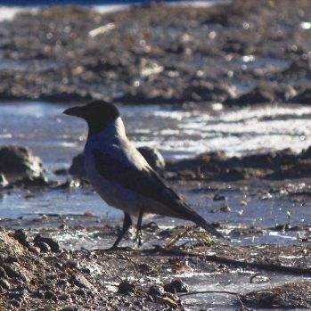 Hooded crows (Corvus cornix) like to breed in the large old trees of cemeteries