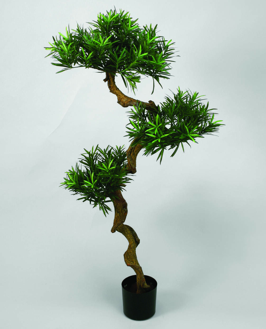 Podocarpus 135cm
