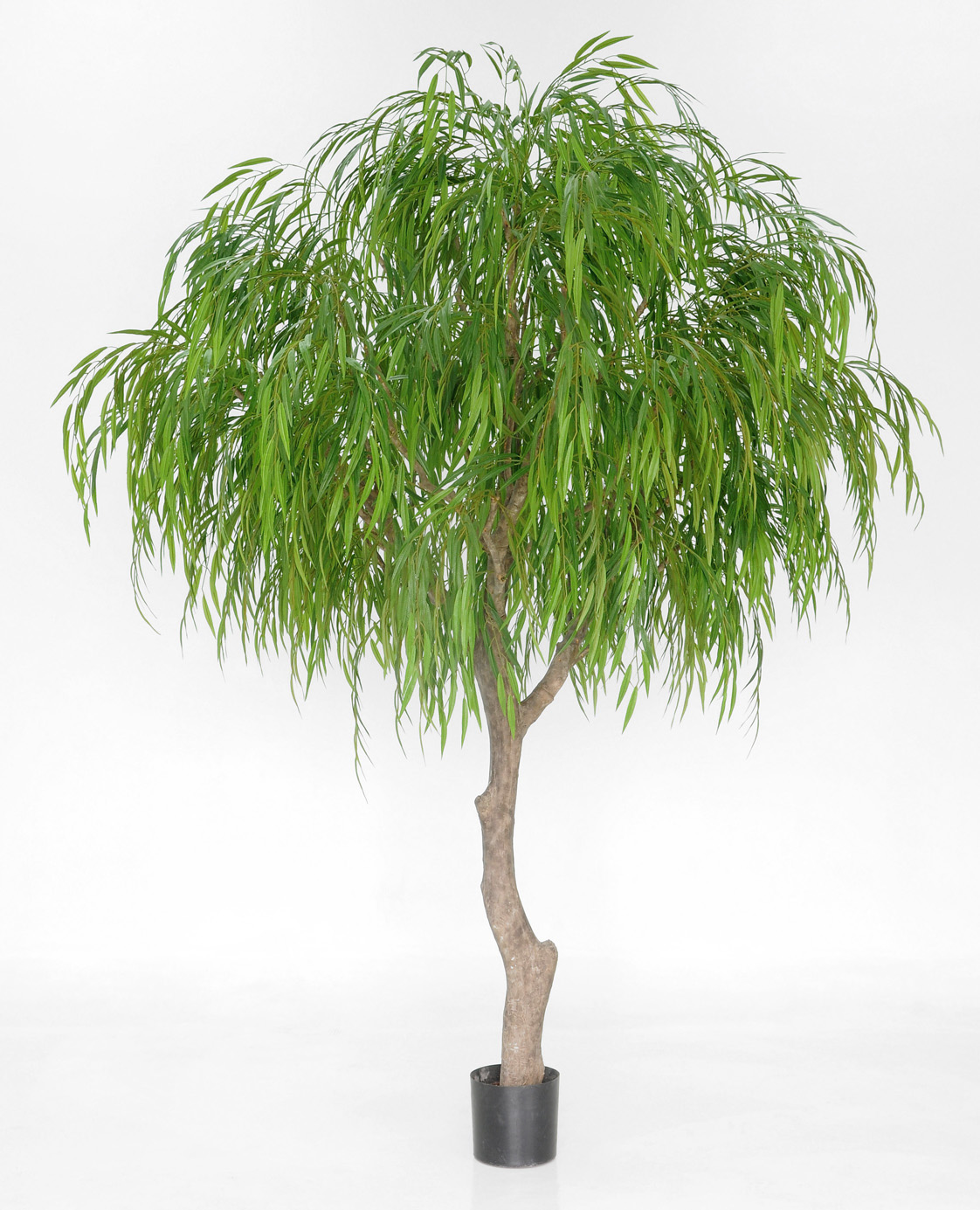 Weeping Willow 270cm