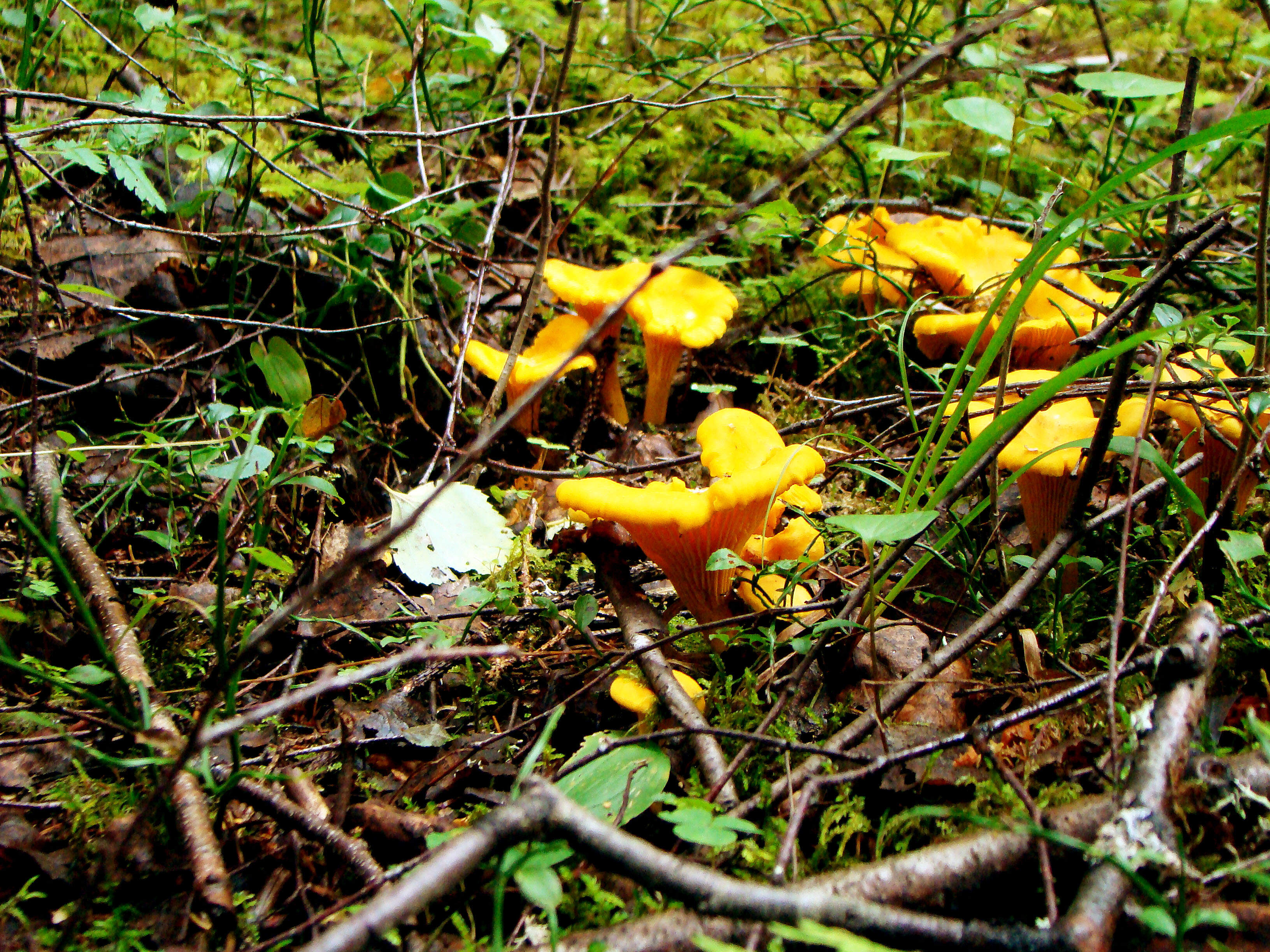 Hiking searching for chantarelles