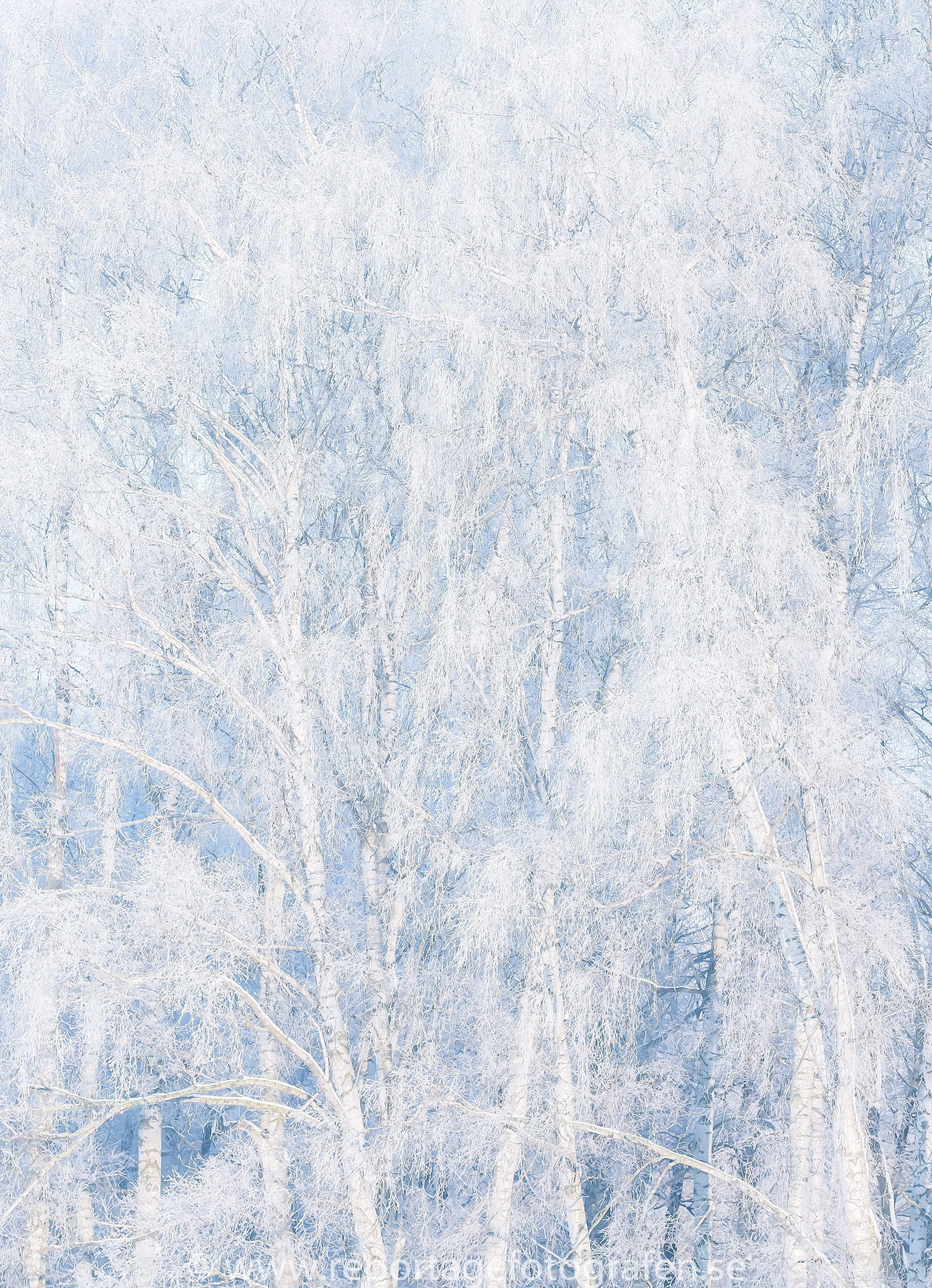 Winter trees 0037