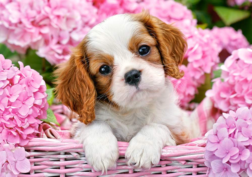 500 Bitar - Pup in Pink Flower