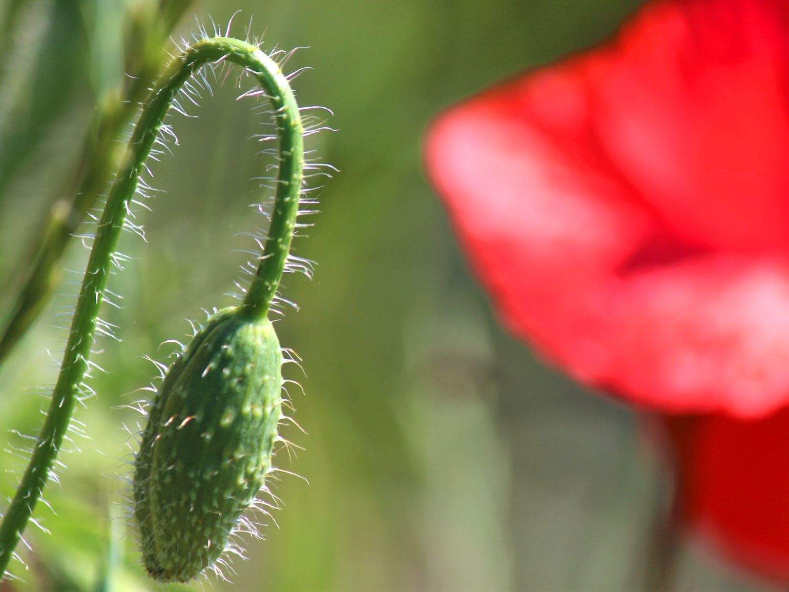 Klatschmohn (Papaver rhoeas)