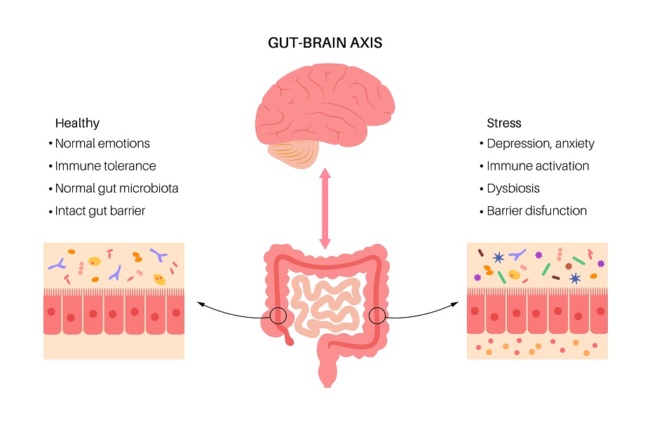 gut brain axis microbiota mindrejpg