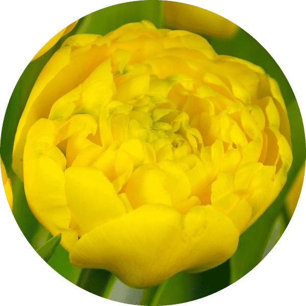 Tulpan Yellow Pompenette, 10 lökar