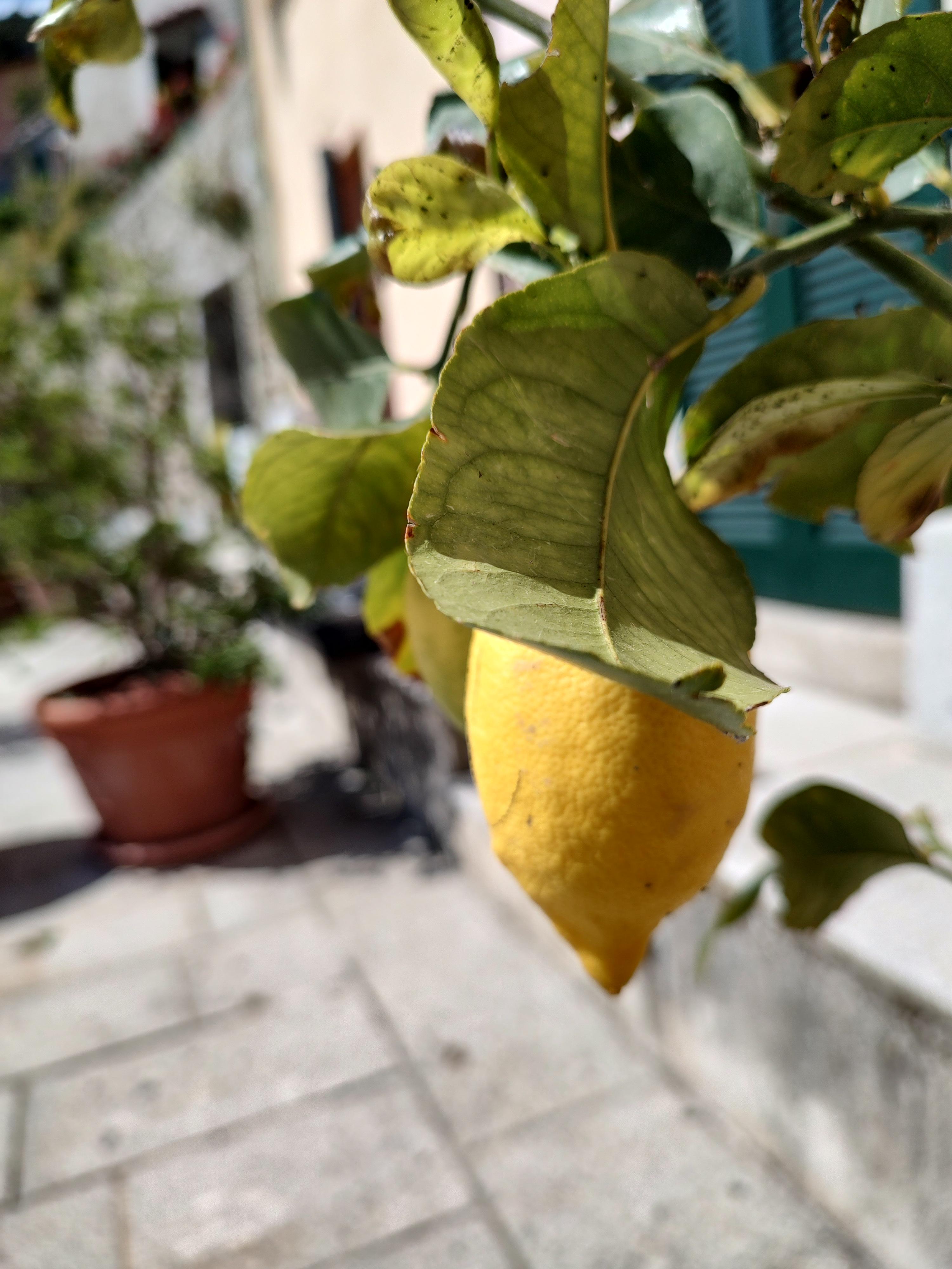 Närbild på en vacker citron som växer vilt