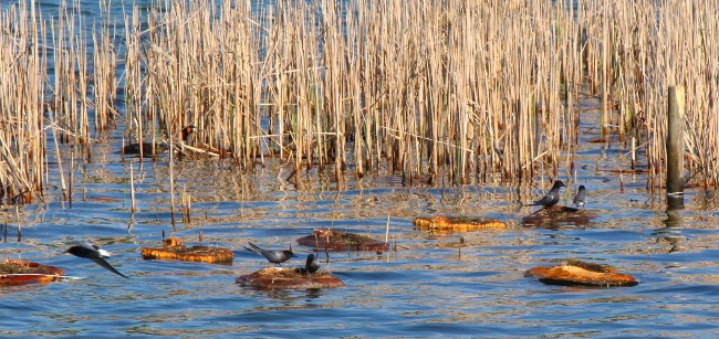 Trauerseeschwalben (Chlidonias niger) © boreal:mind