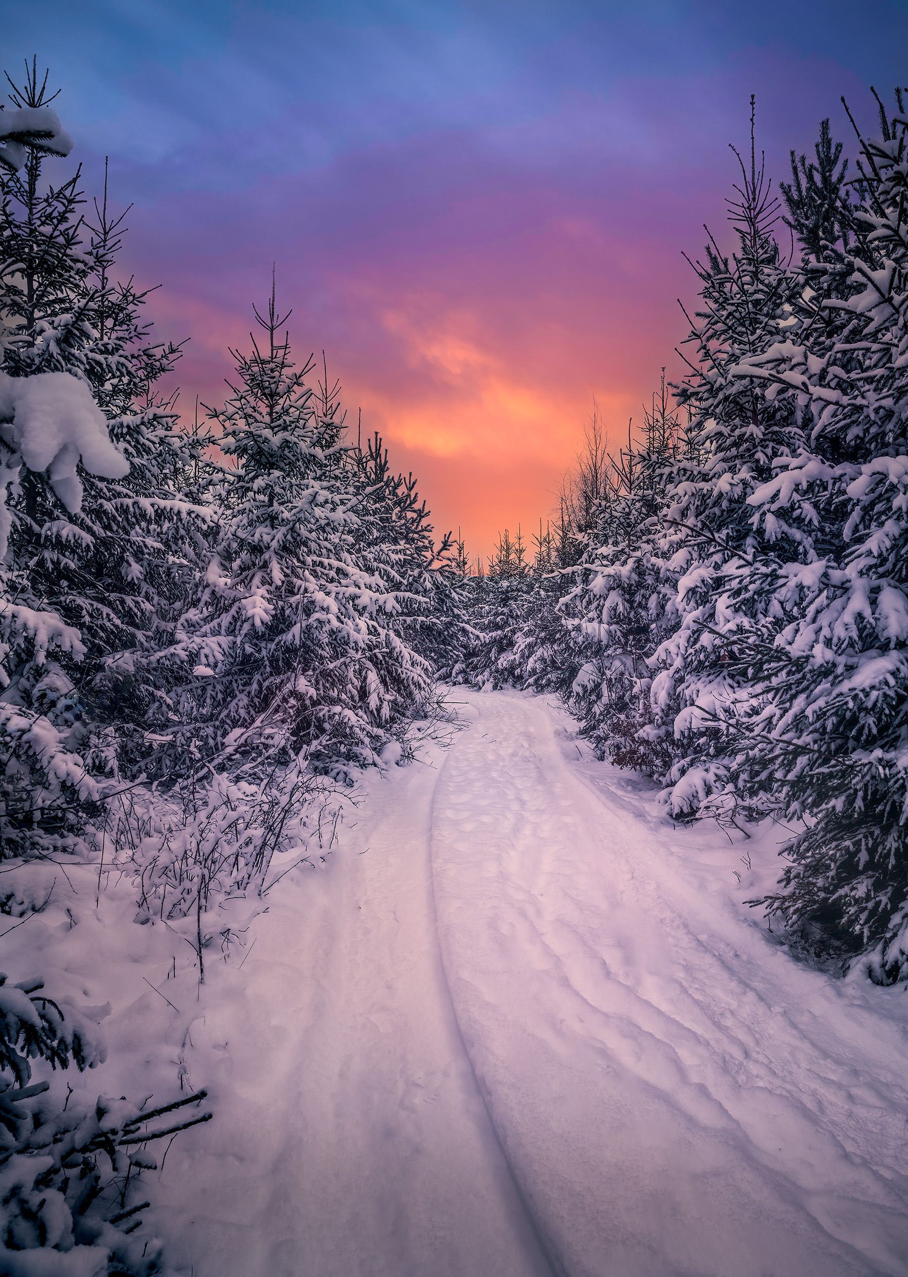 vinter skog 2 kopierajpg