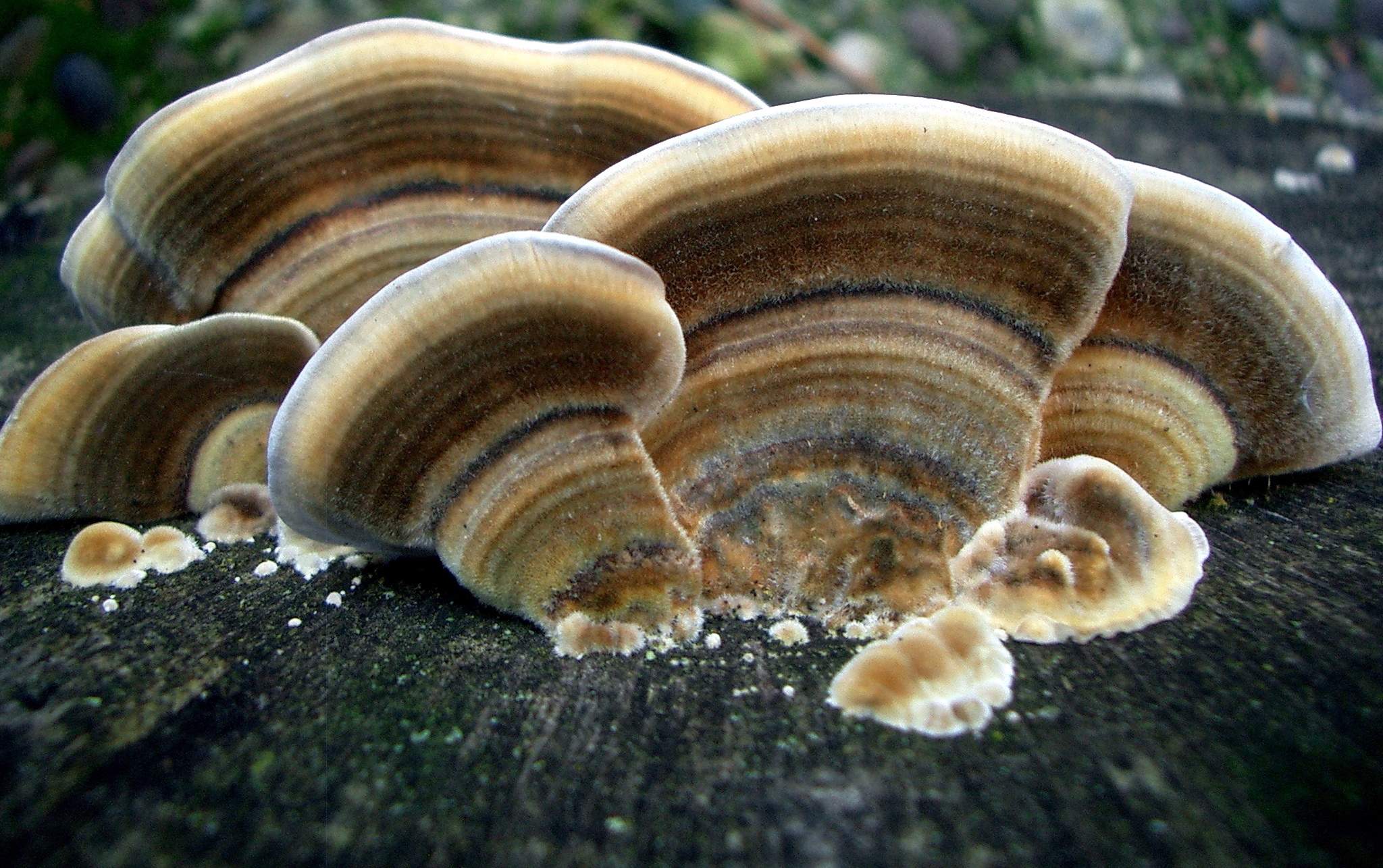 Sidenticka, Turkey tail, 50 gram