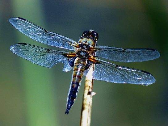 Größte Libelle der Gattung Orthetrum, die zu den Segellibellen gehört. © boreal:mind