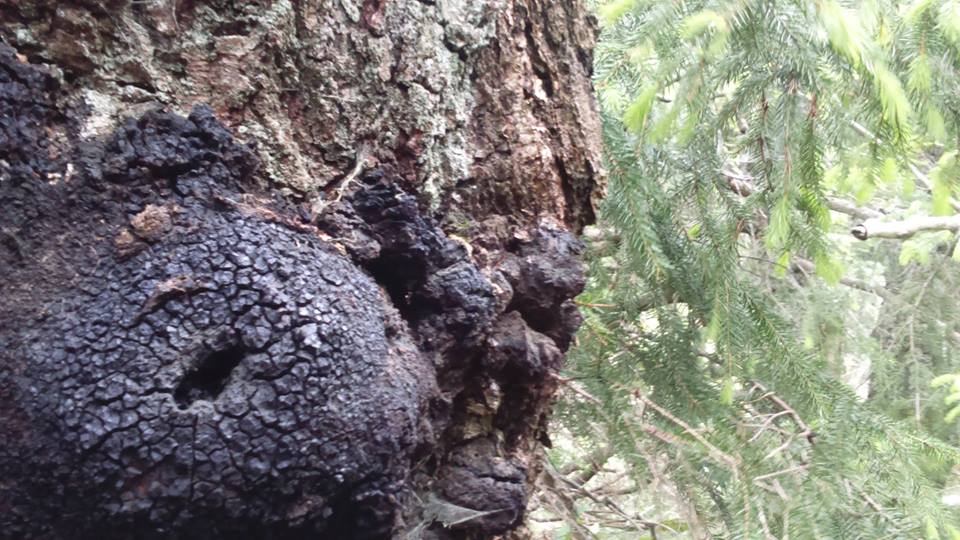 Chaga i bit 100 gram, plockad i Sverige