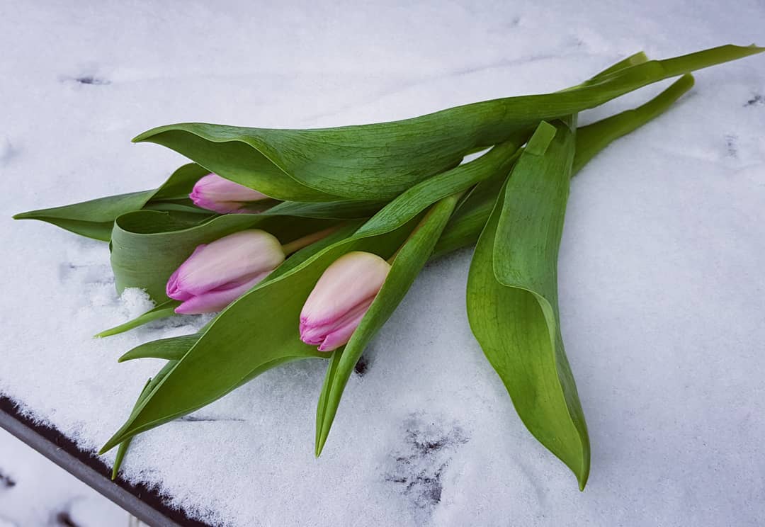 Trädgårdskalender januari- februari