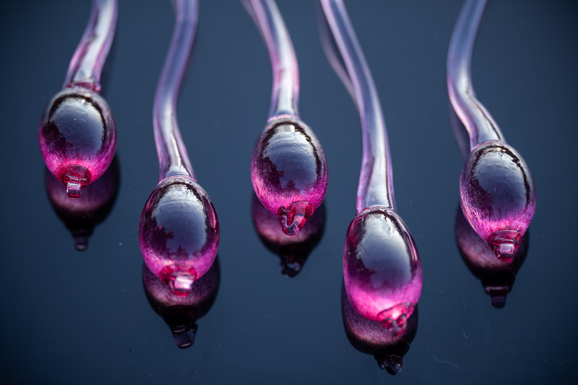 ANOVA Purple Sperm