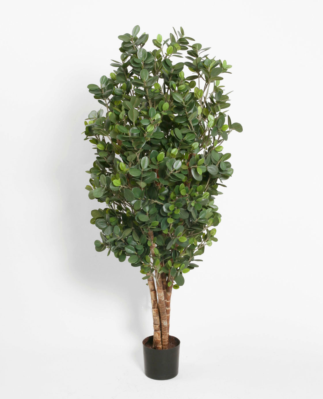 Ficus Panda 80cm