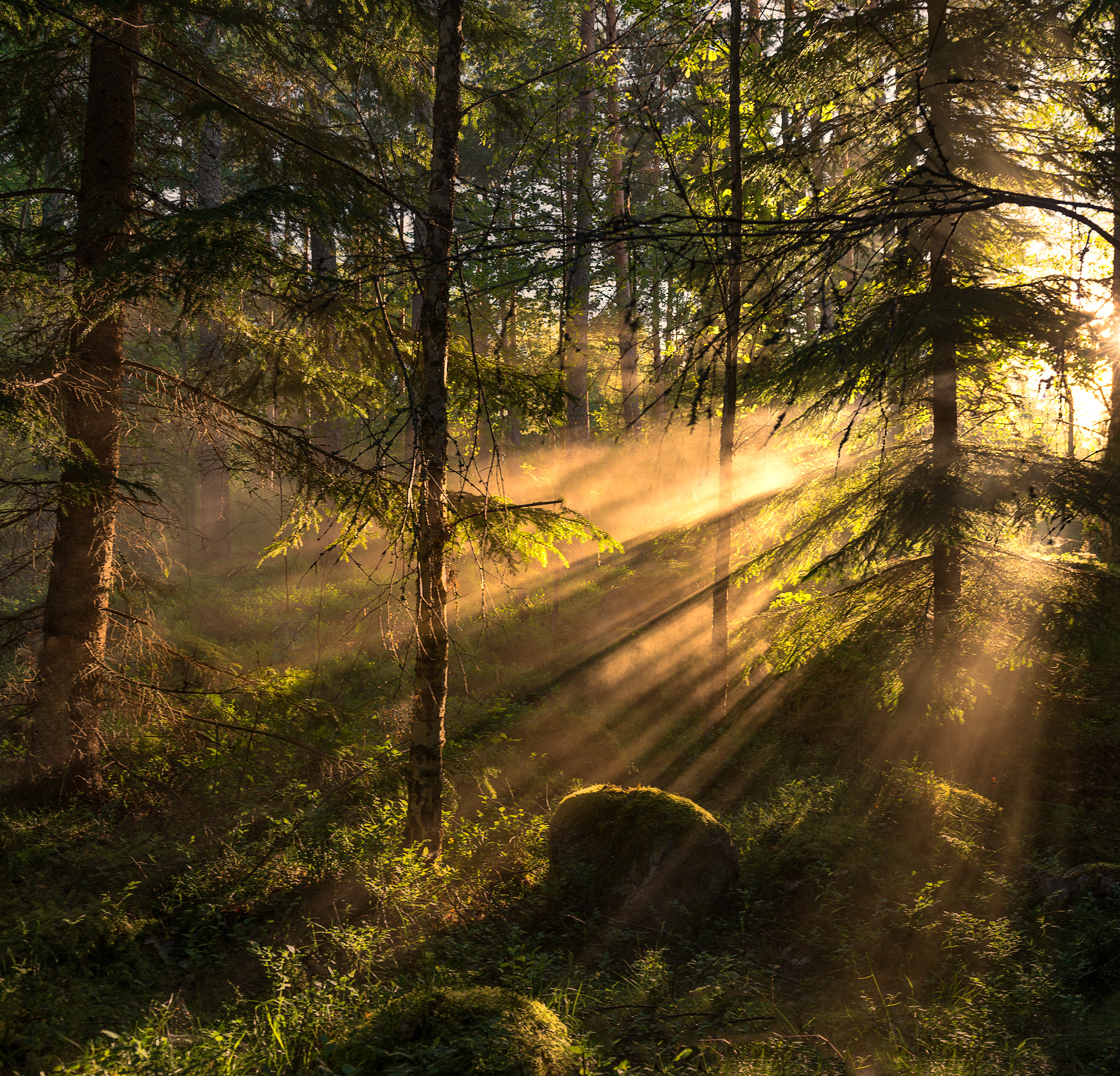 dimmig skog med ljusstrålar
