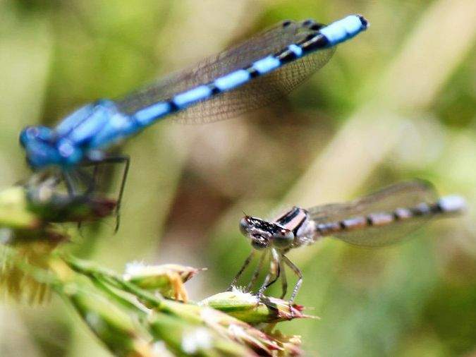 Besonders geschützte Schlanklibelle in auffälliger azurblauer Farbe. © boreal:mind