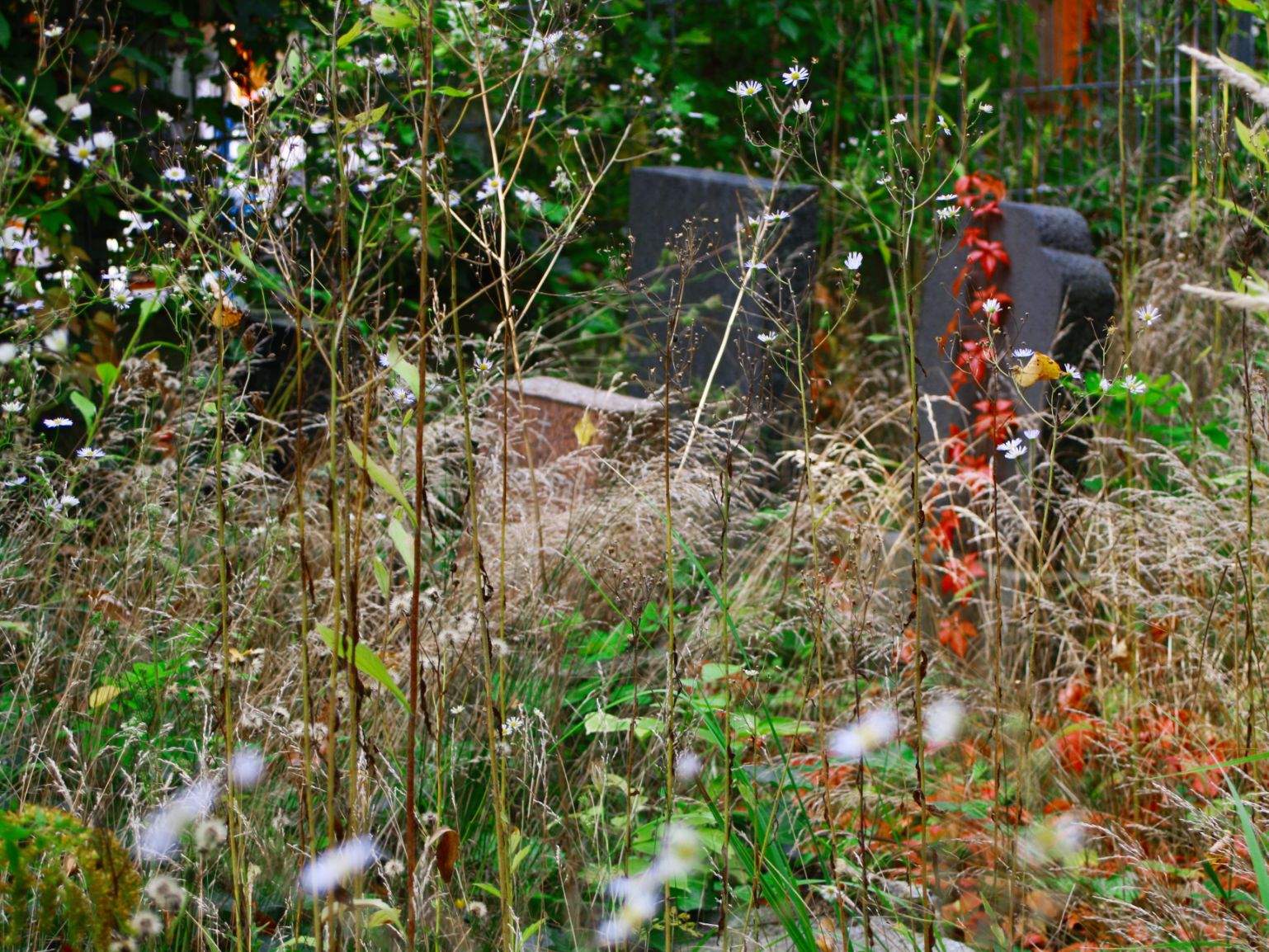 Herbs and wildflowers on old grave sites