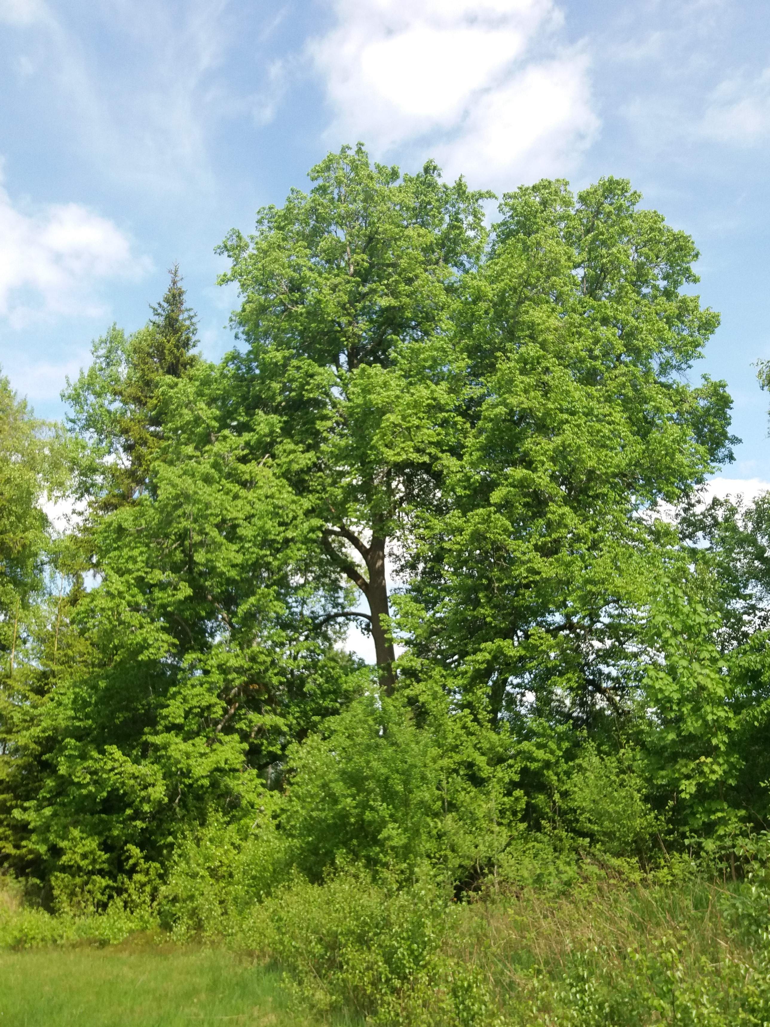 Stora träd i området - Linden