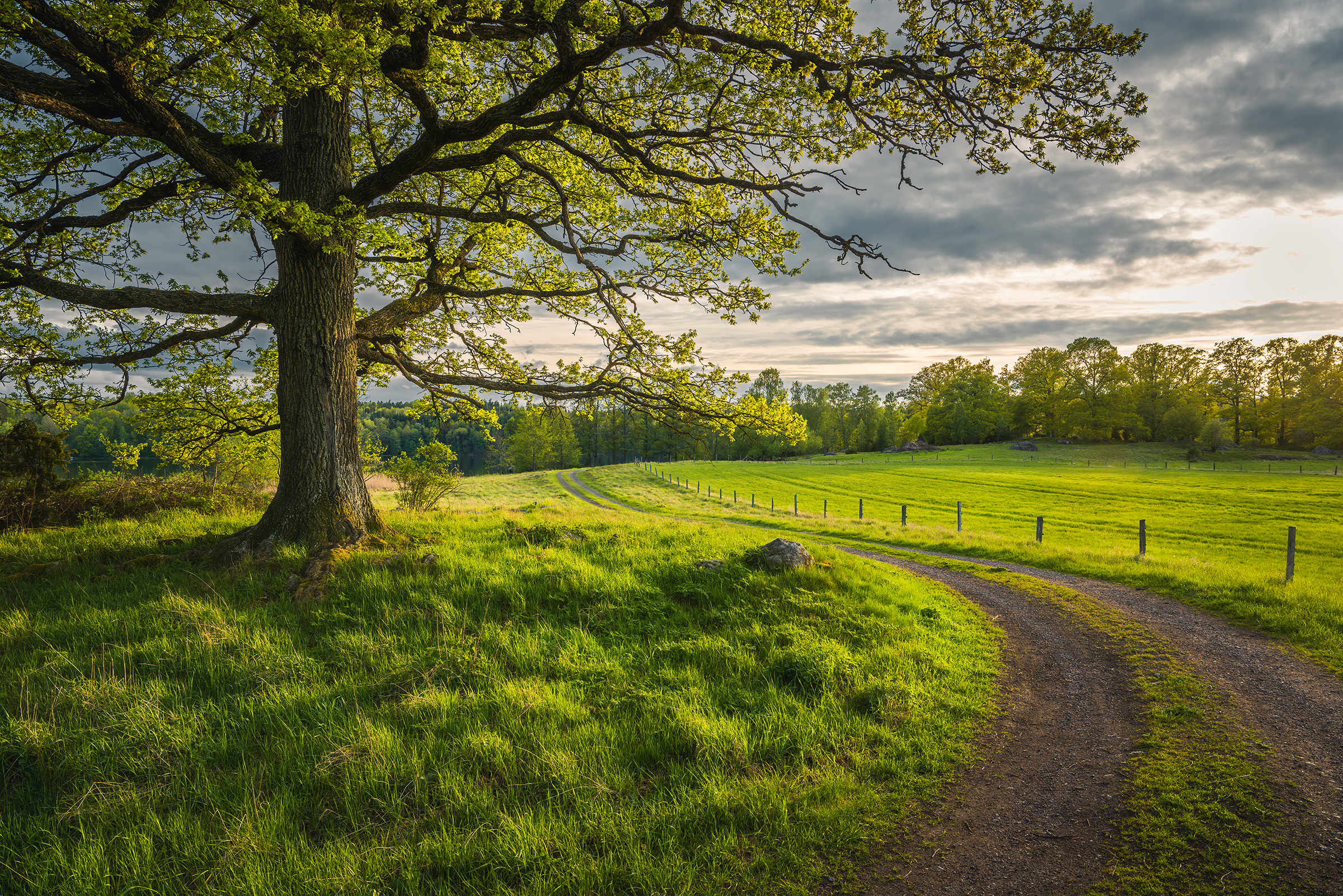 road in naturejpg