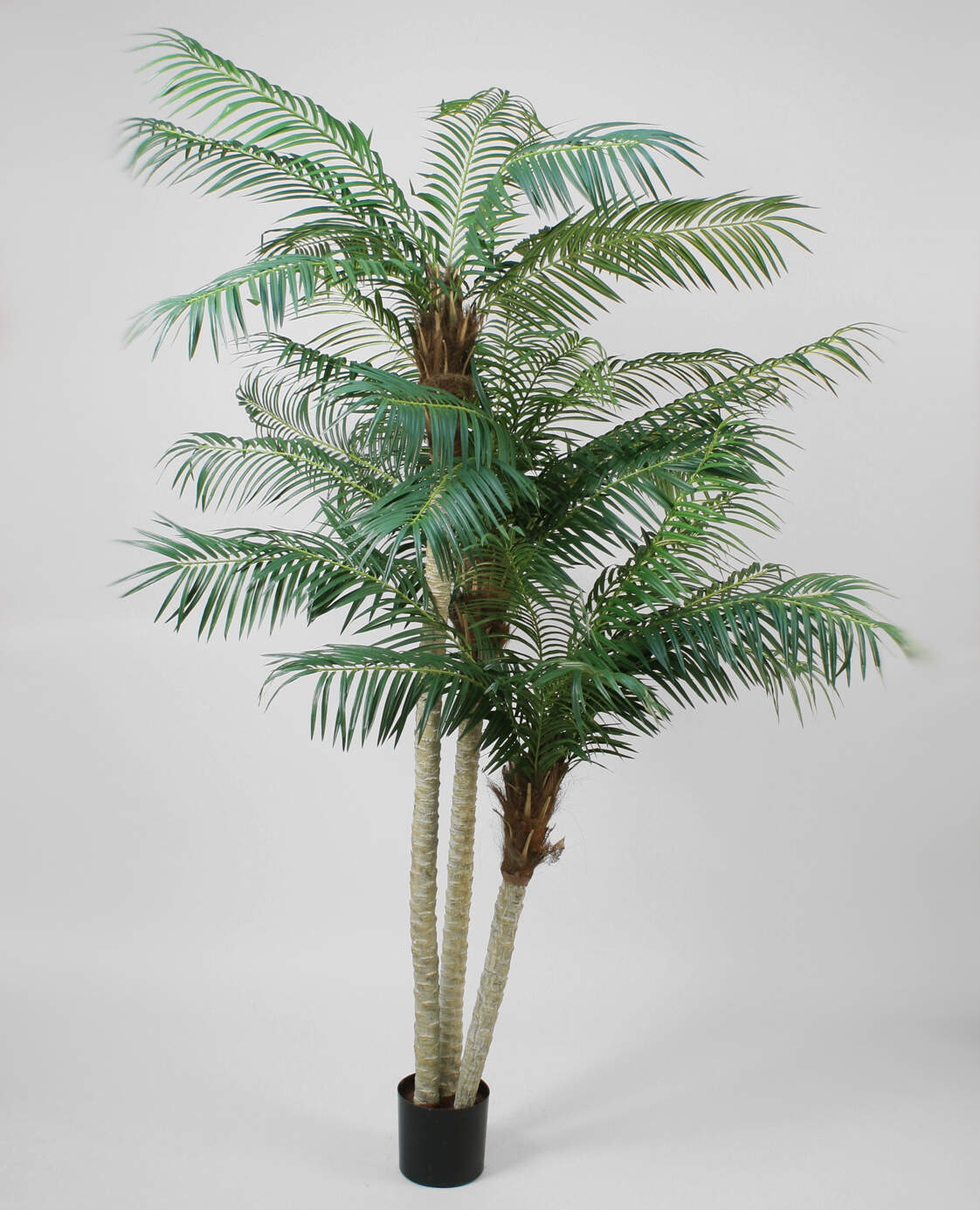 Phoenix Palm 230 cm