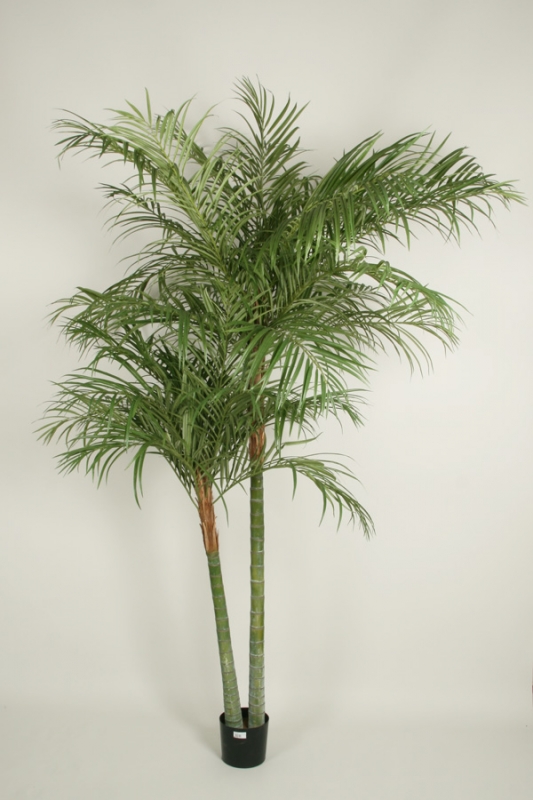 Areca Palm 210 cm