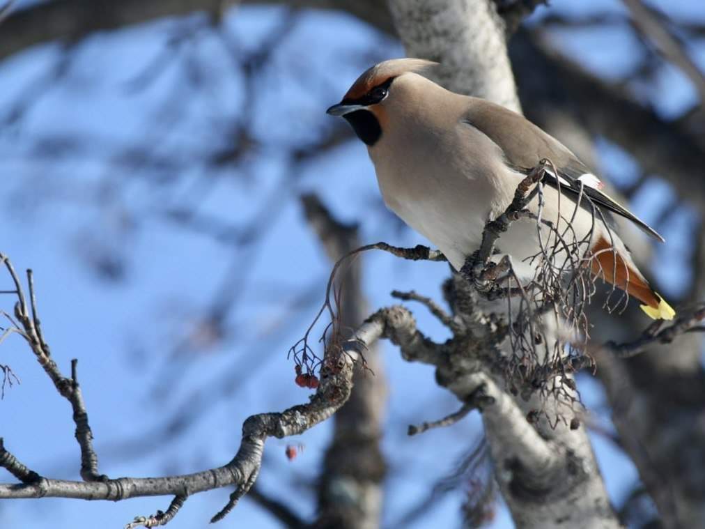 Seidenschwanz (Bombycilla garrulus) © boreal:mind