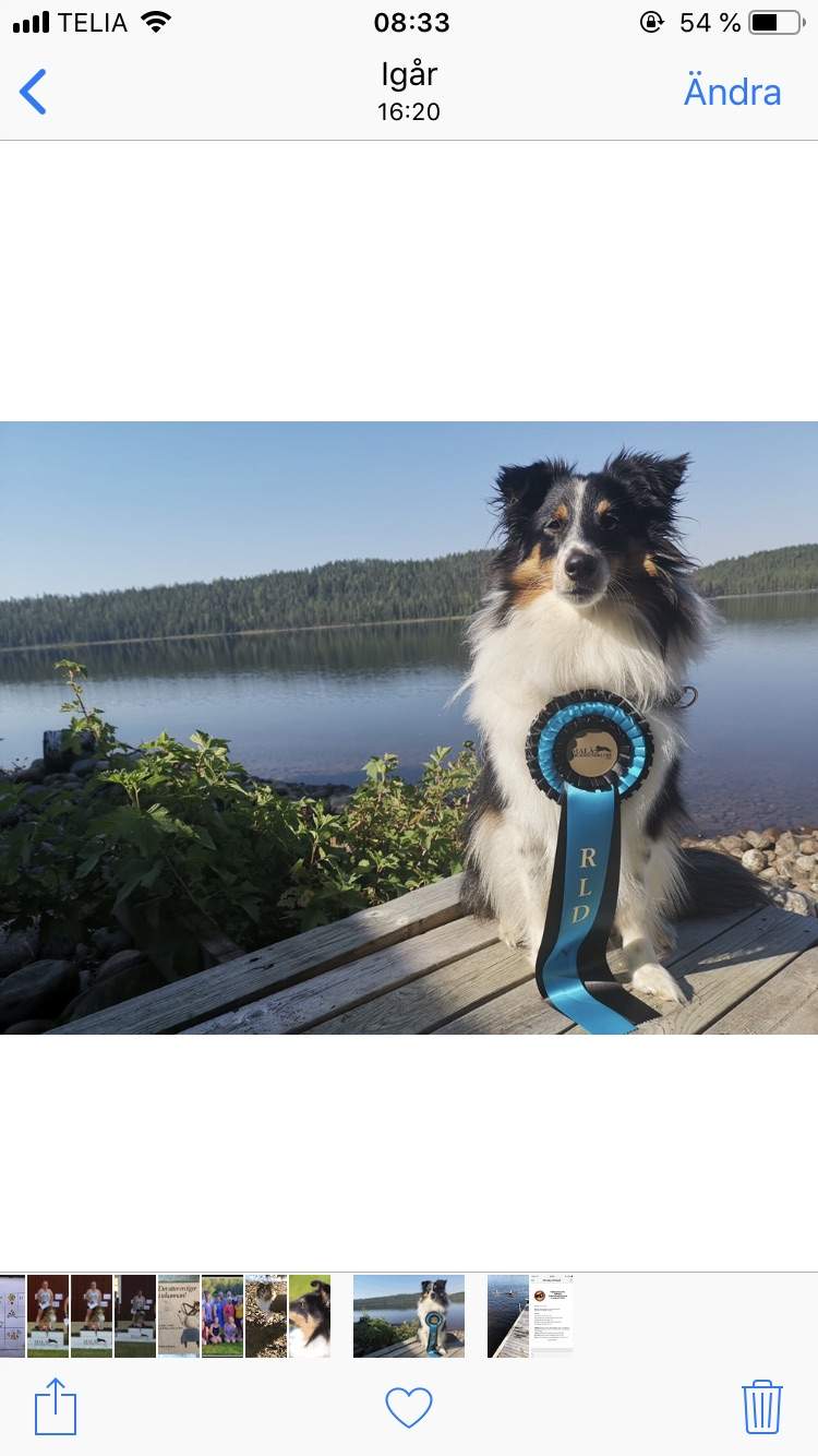 Grattis till titeln! RLDN Lapplandia's Rainbow Bridge "Trolla"