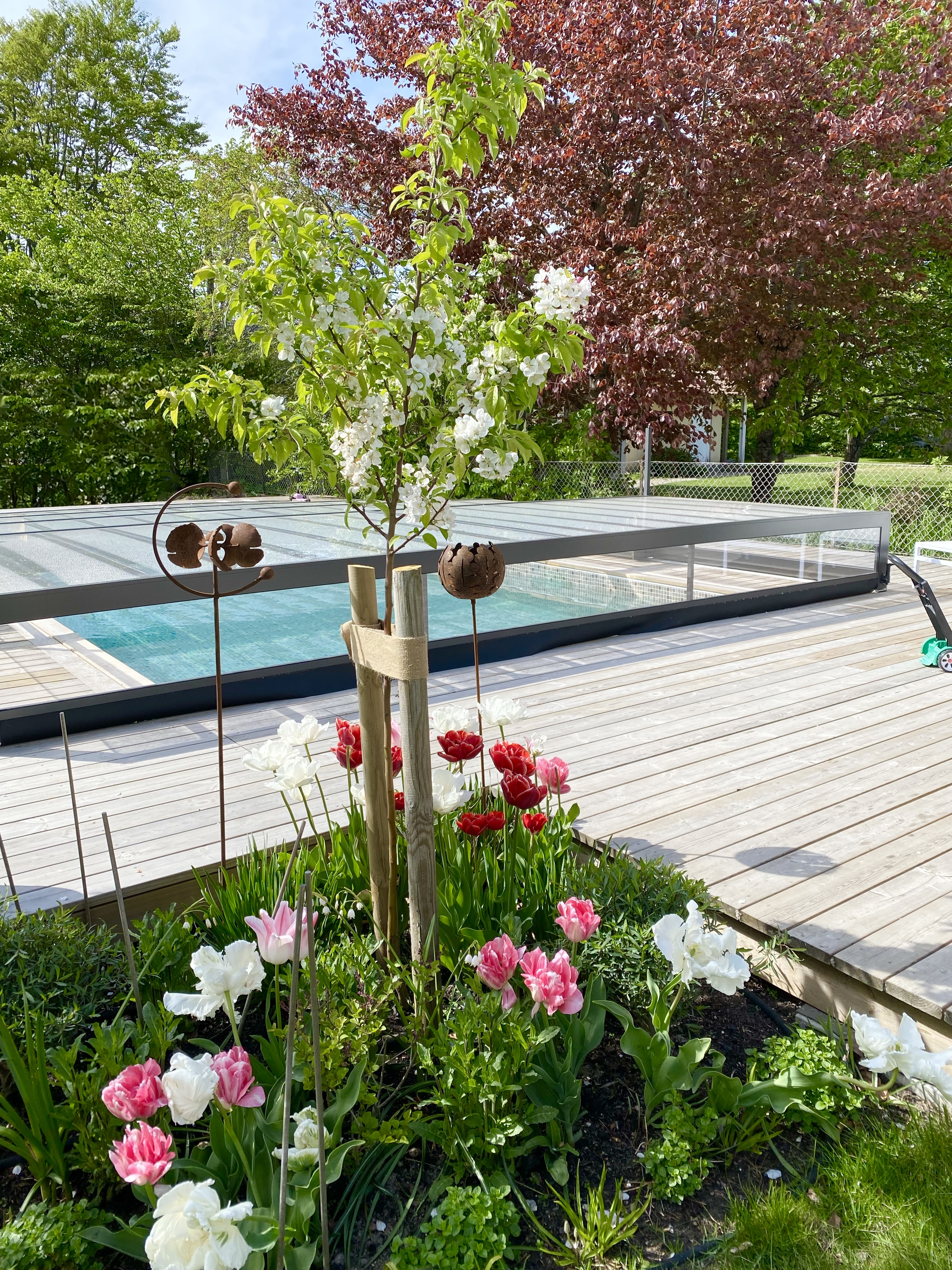 Poolterrass, plantering, poolträdgård