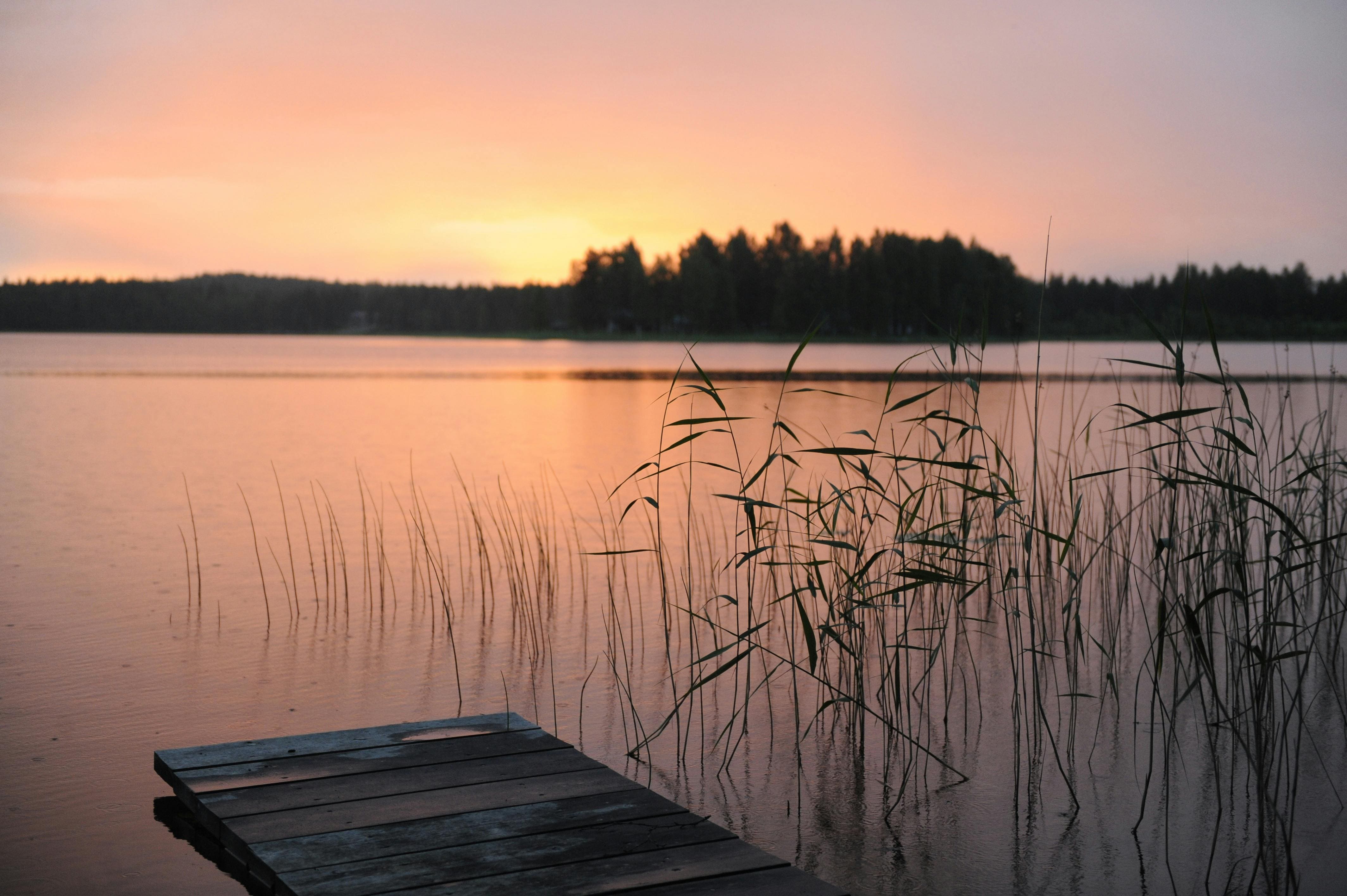 Simma i det vilda