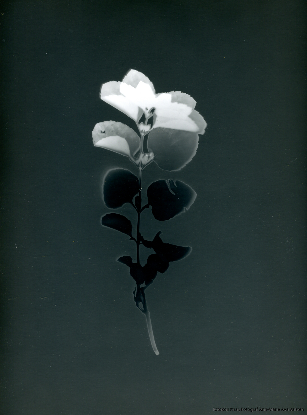 Skammens och rodnadens blommor